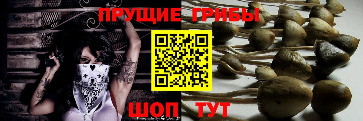 Галлюциногенные грибы Psilocybe Гудермес